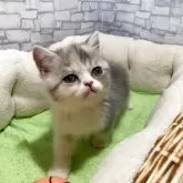 フォールデックス