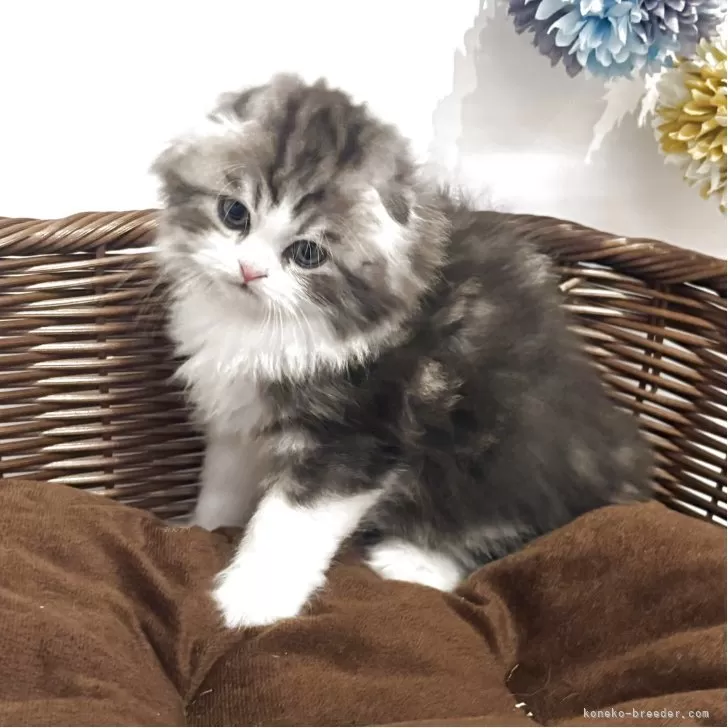ID:2505-03207の子猫