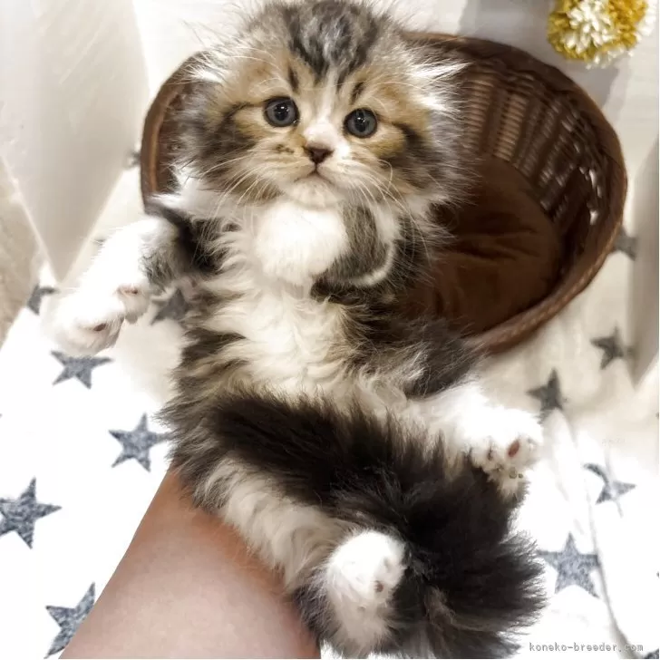 ID：2505-03206の子猫