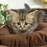 ミヌエット(短足)【愛知県・女の子・2025年1月22日・ブラウンタビー】の写真1