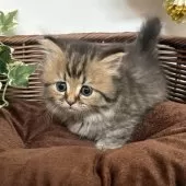 ミヌエット(短足)【愛知県・女の子・2025年1月22日・ブラウンタビー】の写真2