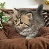 ミヌエット(短足)【愛知県・女の子・2025年1月22日・ブラウンタビー】の写真3