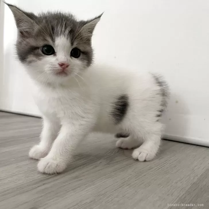 ID:2509-00240の子猫