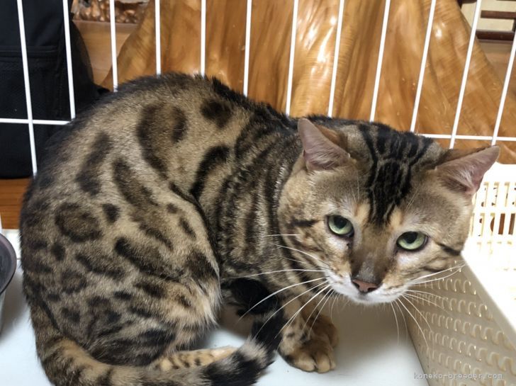 鹿児島県 八ヶ代 栄二 やかしろ えいじ ブリーダー みんなの子猫ブリーダー 鹿児島県 八ヶ代 栄二 やかしろ えいじ ブリーダー みんなの子猫ブリーダー