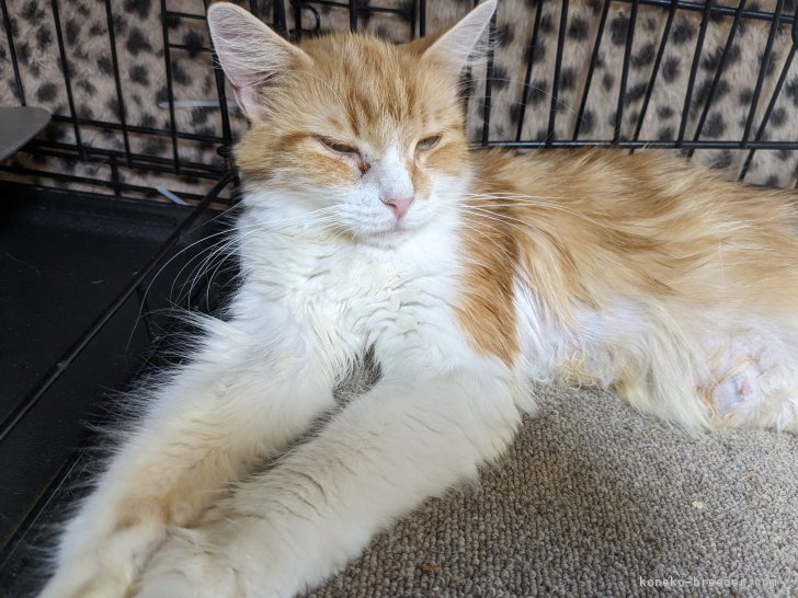 メインクーン【・女の子・2020年6月7日・レッドタビー&amp;ホワイト】