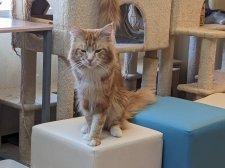 メインクーン【・男の子・2020年4月30日・レッドタビー&ホワイト】