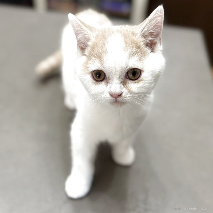 ブリーダー画像