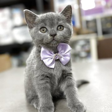 ブリティッシュショートヘア【広島県・男の子・2025年8月19日・ブルー】の写真「まんまるなお顔のとっても人懐こい子です💙」