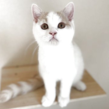 ブリティッシュショートヘア【広島県・男の子・2025年8月19日・クリーム&ホワイト】の写真「クリーム&ホワイトで柔らかカラー✨体も大きく穏やか」