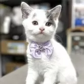 ブリティッシュショートヘア