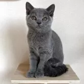 ブリティッシュショートヘア