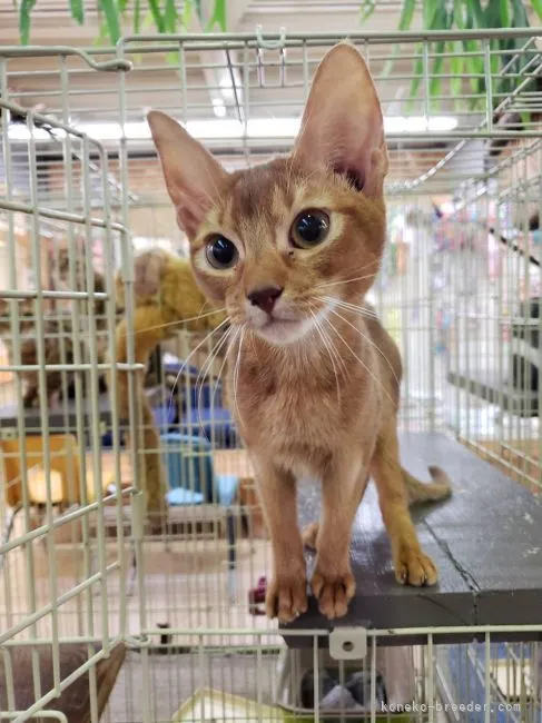 ID：2201-01222の子猫