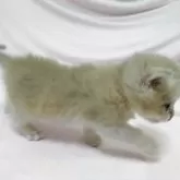 ブリティッシュショートヘア【大阪府・男の子・2025年9月21日・ブルーゴールデン】の写真10