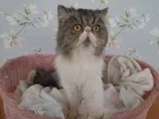 ペルシャ【大阪府・男の子・2024年5月12日・ブラウンタビー&ホワイト】の写真8