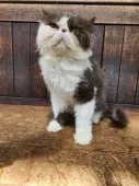 エキゾチックロングヘア【大阪府・男の子・2024年7月27日・ブルー&ホワイト】の写真11