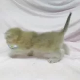 ブリティッシュショートヘア【大阪府・男の子・2025年9月21日・ブルーゴールデン】の写真12