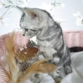 アメリカンショートヘア【大阪府・女の子・2025年6月24日・シルバータビー】の写真12