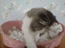 ペルシャ【大阪府・男の子・2024年5月12日・ブラウンタビー&ホワイト】の写真13