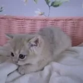 ブリティッシュショートヘア【大阪府・男の子・2025年9月21日・ブルーゴールデン】の写真7