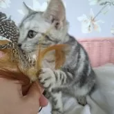 アメリカンショートヘア【大阪府・女の子・2025年6月24日・シルバータビー】の写真14