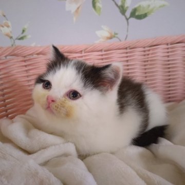 ミヌエット × エキゾチックショートヘア【大阪府・男の子・2025年10月15日・ブラック&ホワイト（短毛）】の写真「母　ミヌエット　×　父　エキゾチックショートヘア」