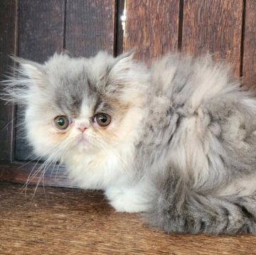 エキゾチックロングヘア【大阪府・女の子・2025年7月4日・ダイリュートキャリコ（とってもふわふわ柔らかい）】の写真「愛くるしいお顔とふわふわな毛がとってもキュート💕」