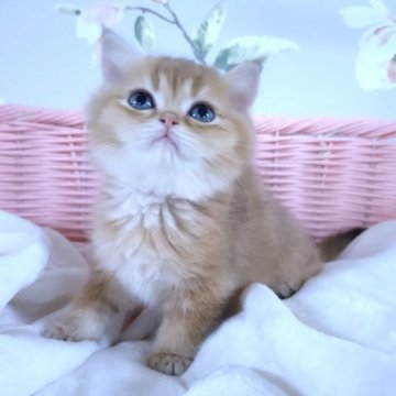 ブリティッシュショートヘア【大阪府・男の子・2025年9月21日・ブラックゴールデンシェーデッド（とってもふわふわ柔らかい）】の写真「人馴れ抜群　駆け寄ってきてくれるかわいい子❤️❤️」