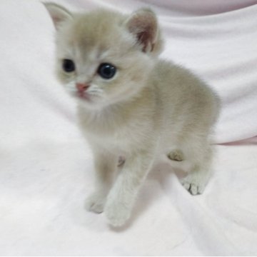 ブリティッシュショートヘア【大阪府・男の子・2025年9月21日・ブルーゴールデン(とってもふわふわ柔らかい)】の写真「人馴れ抜群 駆け寄ってきてくれるかわいい子❤️❤️」