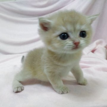 ブリティッシュショートヘア【大阪府・男の子・2025年9月21日・ブルーゴールデン(とってもふわふわ柔らかい)】の写真「人馴れ抜群 駆け寄ってきてくれるかわいい子❤️❤️」