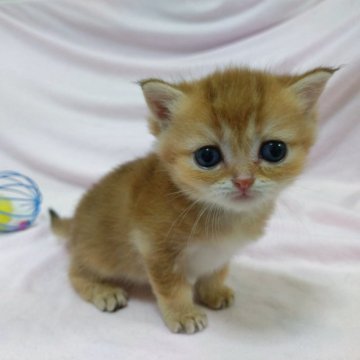 ブリティッシュショートヘア【大阪府・男の子・2025年9月21日・ブラックゴールデンシェーデッド(とってもふわふわ柔らかい)】の写真「人馴れ抜群 駆け寄ってきてくれるかわいい子❤️❤️」