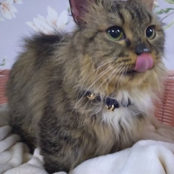 ミヌエット(短足)【大阪府・男の子・2024年7月14日・ブラウンタビー&ホワイト（さらさらふわふわな長毛）】の写真「甘え上手なおっとり系男子🤭」