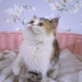 エキゾチックショートヘア