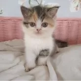 エキゾチックショートヘア