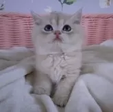 ブリティッシュショートヘア