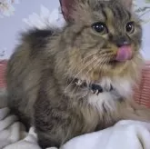 ミヌエット(短足)