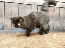 エキゾチックショートヘア【大阪府・女の子・2025年3月9日・ブラックスモーク】の写真2