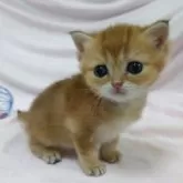 ブリティッシュショートヘア【大阪府・男の子・2025年9月21日・ブラックゴールデンシェーデッド】の写真2