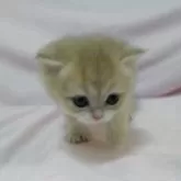 ブリティッシュショートヘア【大阪府・男の子・2025年9月21日・ブルーゴールデン】の写真6