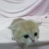 ブリティッシュショートヘア【大阪府・男の子・2025年9月21日・ブルーゴールデン】の写真8