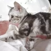 アメリカンショートヘア【大阪府・女の子・2025年6月24日・シルバータビー】の写真8