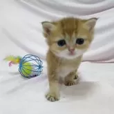 ブリティッシュショートヘア【大阪府・男の子・2025年9月21日・ブラックゴールデンシェーデッド】の写真9