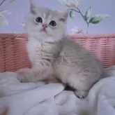 ブリティッシュショートヘア【大阪府・男の子・2025年9月21日・ブルーゴールデン】の写真2