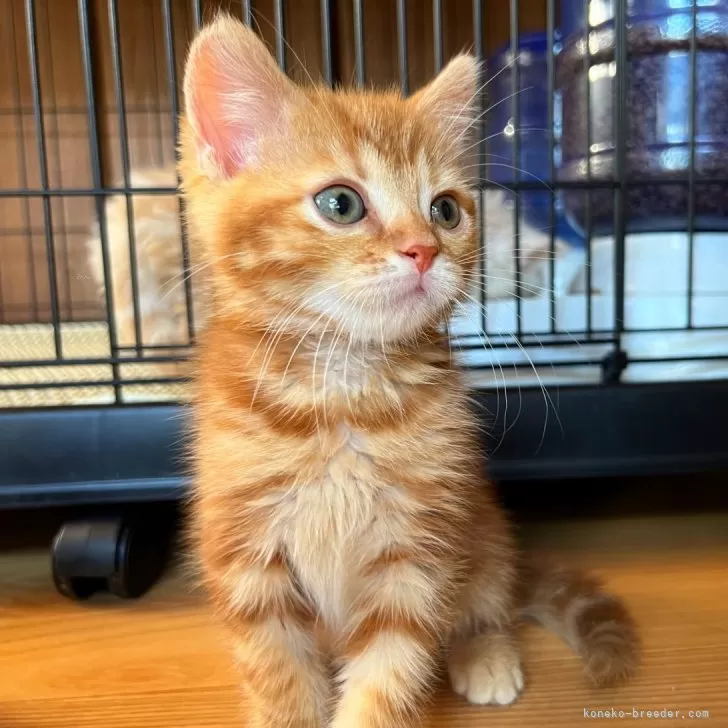 ID：2405-00355の子猫