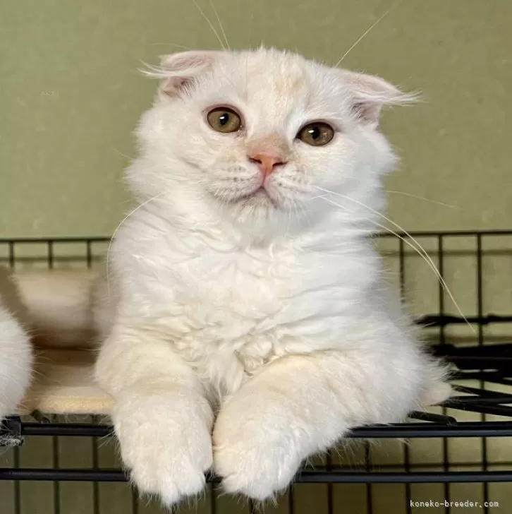 ID：2406-02923の子猫