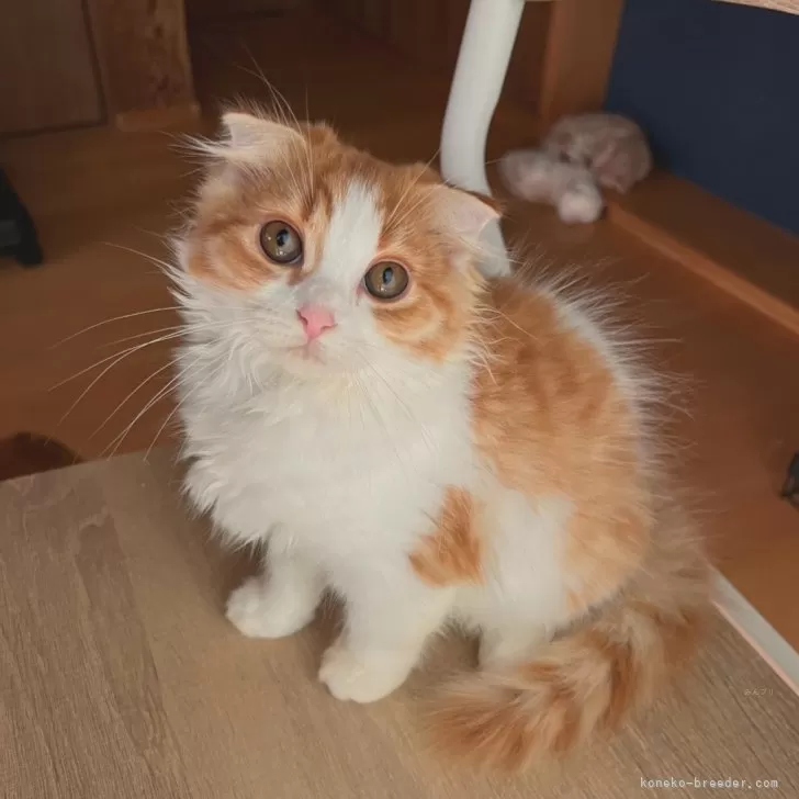 ID：2410-00947の子猫