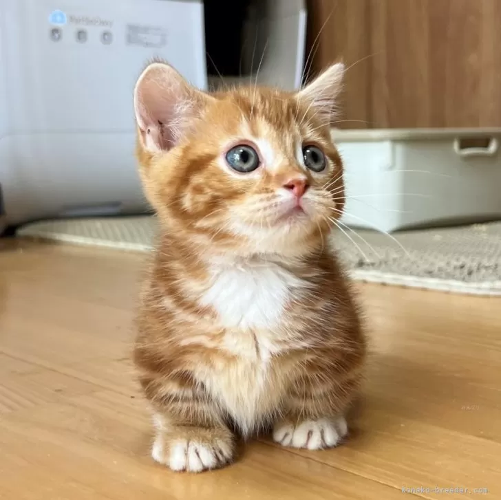 ID：2407-02781の子猫