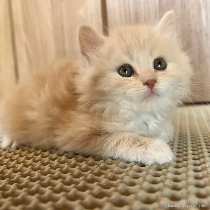 ID:2404-00168の子猫