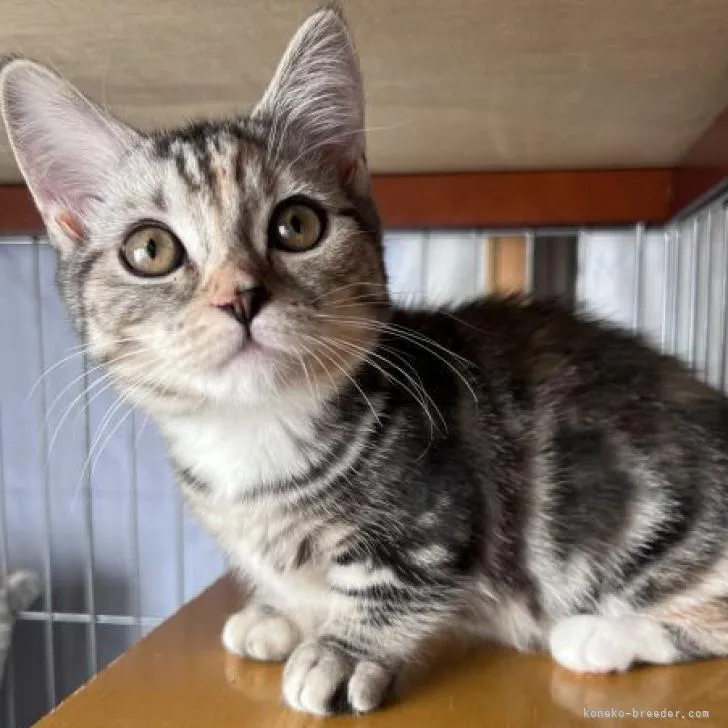 かず 様のお迎えした子猫