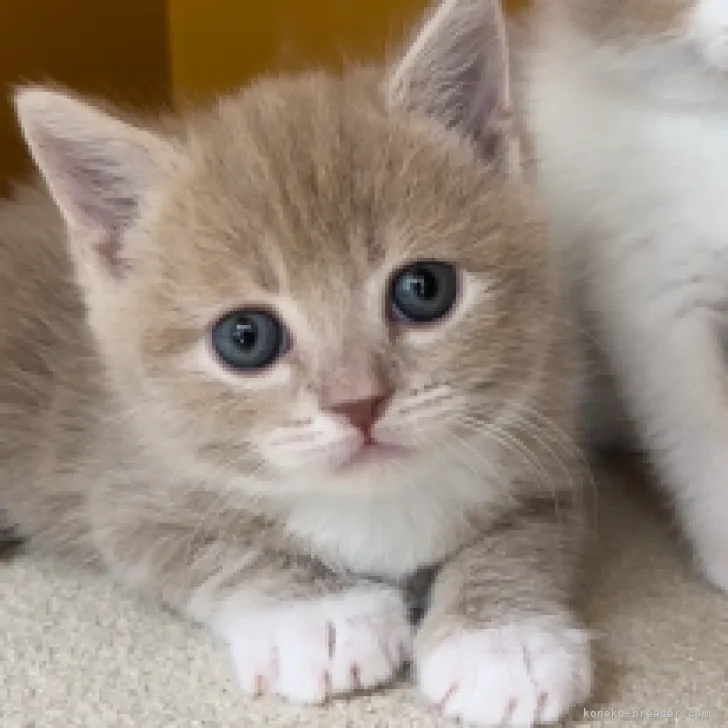 ID:2301-01356の子猫