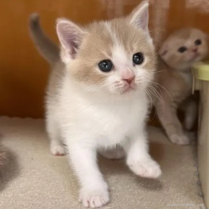 じん 様のお迎えした子猫